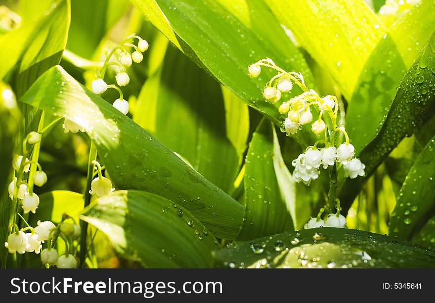 Gardens grass with the lilies of the valley, after the rain (shallow dof)