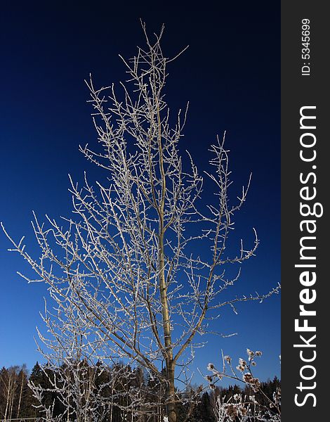 Frozen Tree