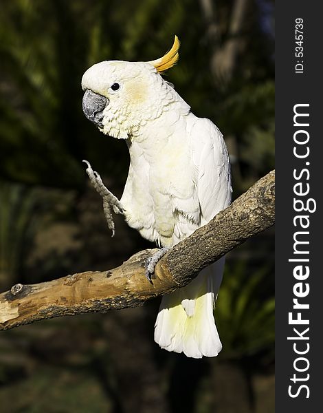 Funny image of a angry looking cockatoo that is kicking. Funny image of a angry looking cockatoo that is kicking.