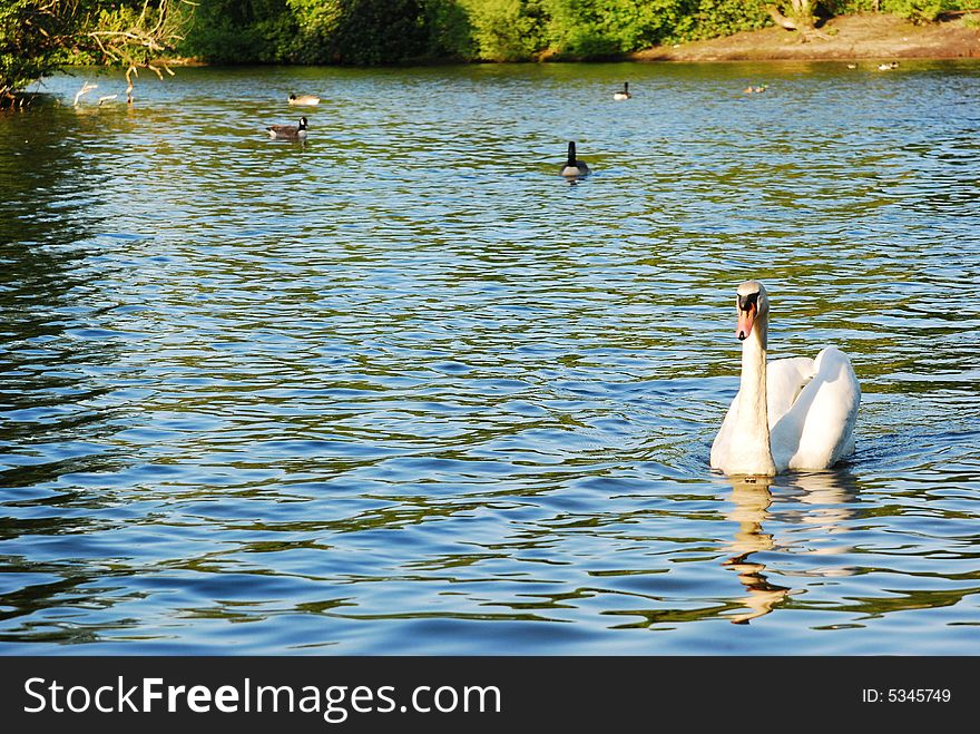 Swimming swan in lake during the day