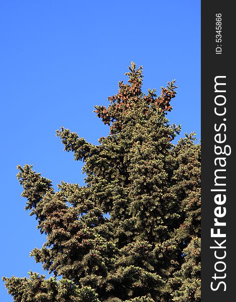 Green Fur-tree. A christmas tree in the blue sky.