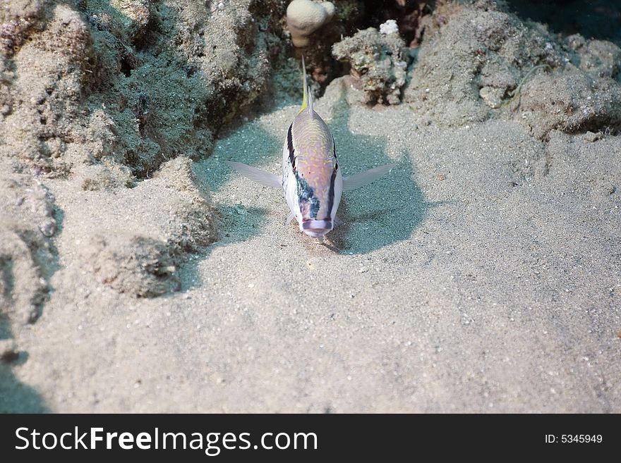 Yellowsaddle goatfish (parupeneus cyclostomus) taken in the Red Sea.