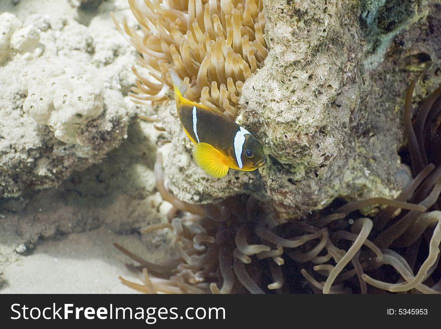 Red Sea Anemonefish (Amphipiron Bicinctus) And Bub