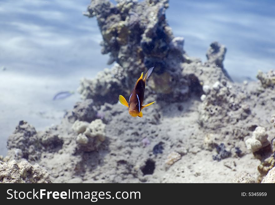 Red sea anemonefish (Amphipiron bicinctus) and bubble anemone taken in the Red Sea.