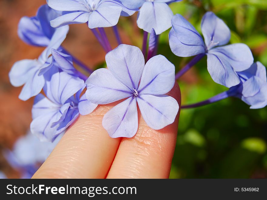 Two fingers gently hold a blue, purple flower called a plumbago. Two fingers gently hold a blue, purple flower called a plumbago.