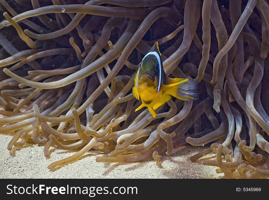 Red sea anemonefish (Amphipiron bicinctus) and bubble anemone taken in the Red Sea.