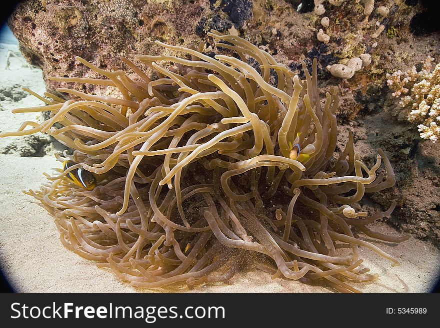 Red sea anemonefish (Amphipiron bicinctus) and bub