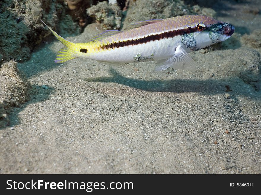 Red sea goatfish (parpeneus forsskali)