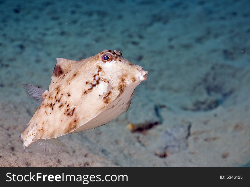 Thornback Boxfish (tetrasomus Gibbosus)