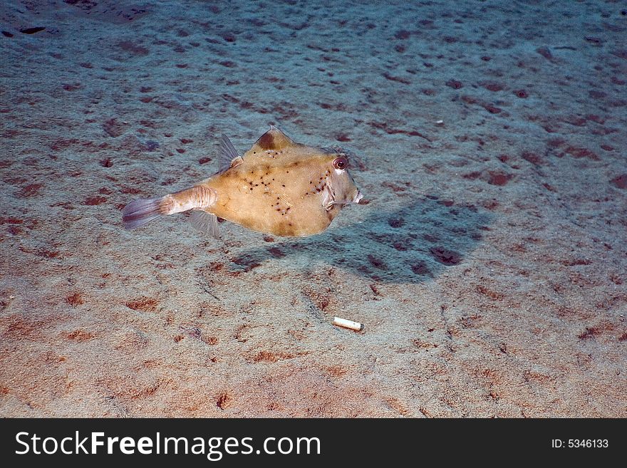 Thornback boxfish (tetrasomus gibbosus) taken in the Red Sea.