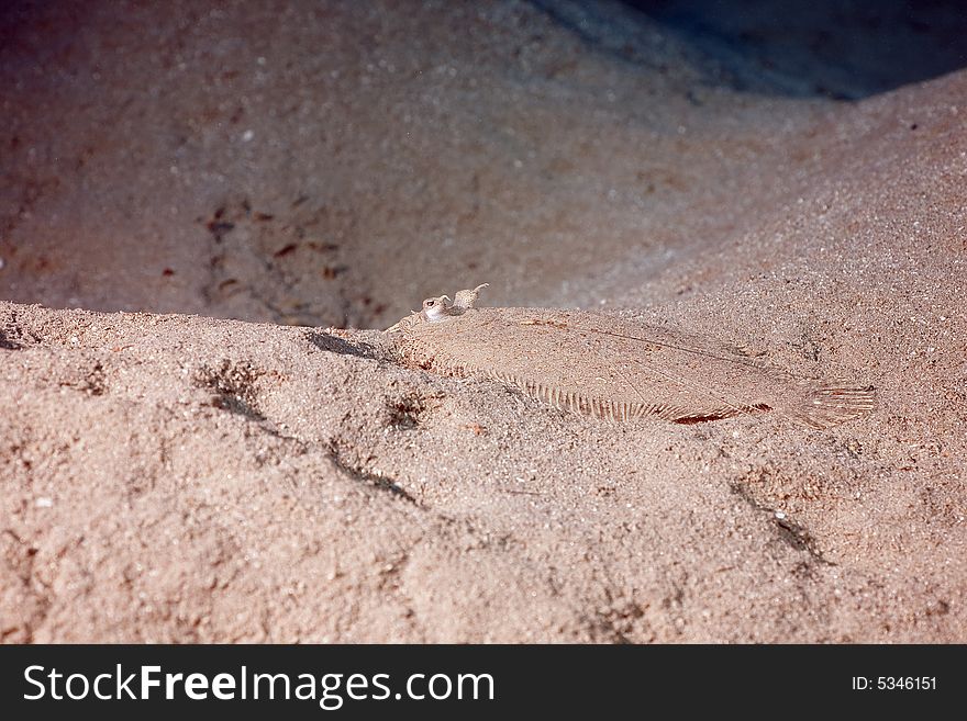 Panther flounder (bothus pantherinus)
taken in the Red Sea.