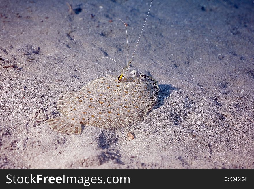 Panther flounder (bothus pantherinus)
taken in the Red Sea.