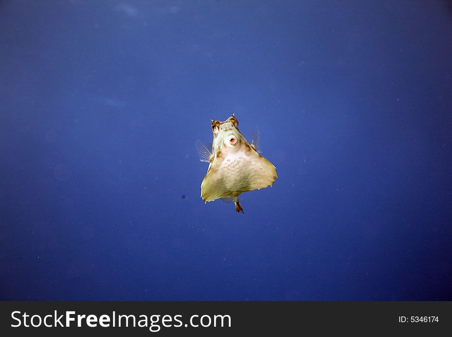 Thornback boxfish (tetrasomus gibbosus) taken in the Red Sea.