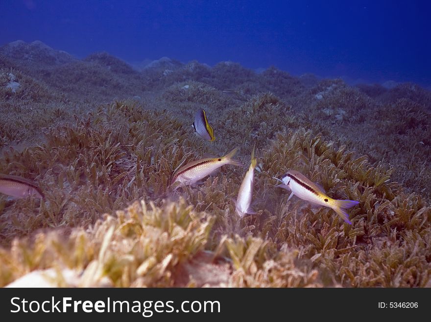 Red sea goatfish (parupeneus forsskali) taken in the Red Sea.