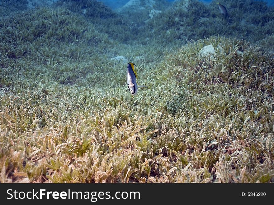 Threadfin butterflyfish and sea grass taken in the Red Sea.