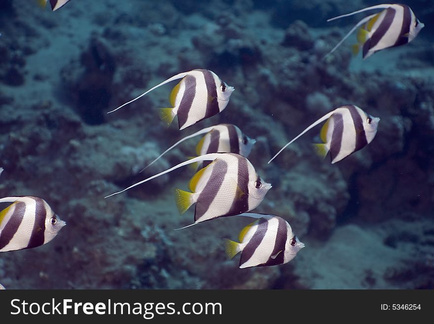 Schooling bannerfish (heniochus diphreutes) taken in the Red Sea.