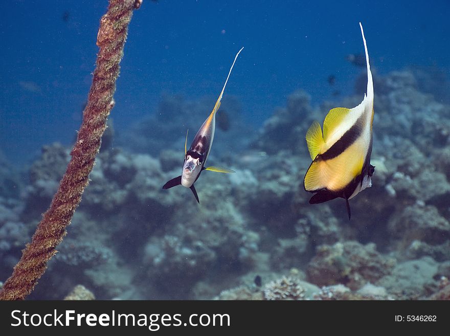Red sea bannerfish (heniochus intermedius)
