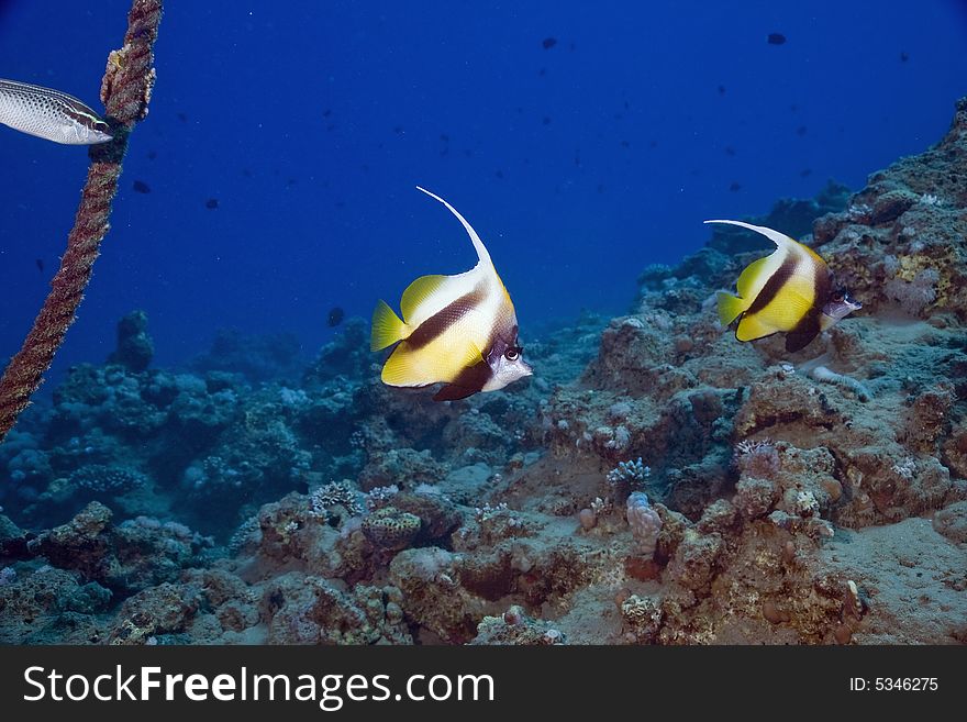 Red sea bannerfish (heniochus intermedius) taken in the Red Sea.