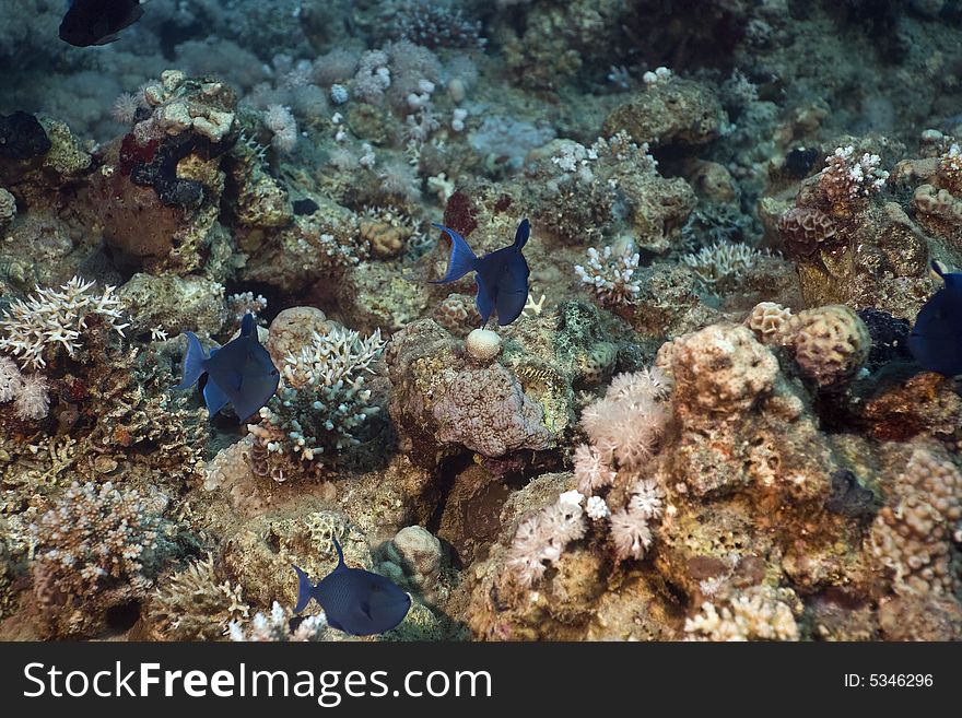 Redtooth triggerfish ( odonus niger)
taken in the Red Sea.