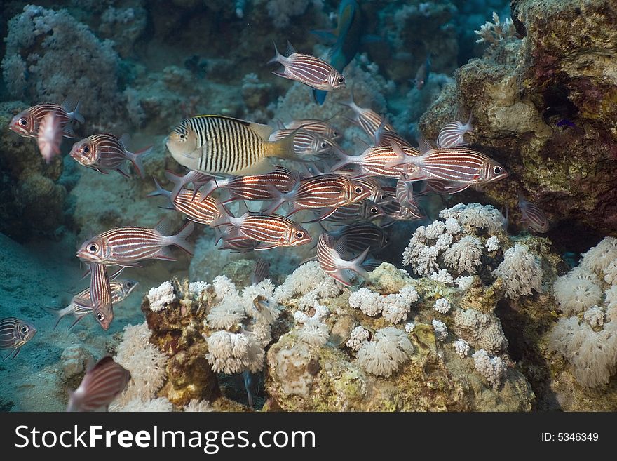 Crown squirrelfish (sargocentron diadema) taken in the Red Sea.