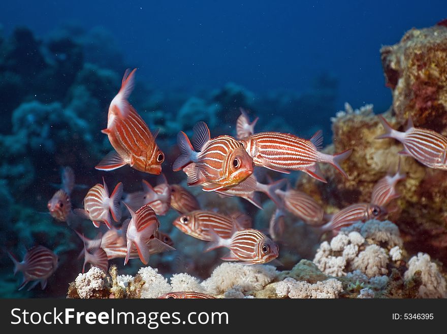 Crown squirrelfish (sargocentron diadema) taken in the Red Sea.