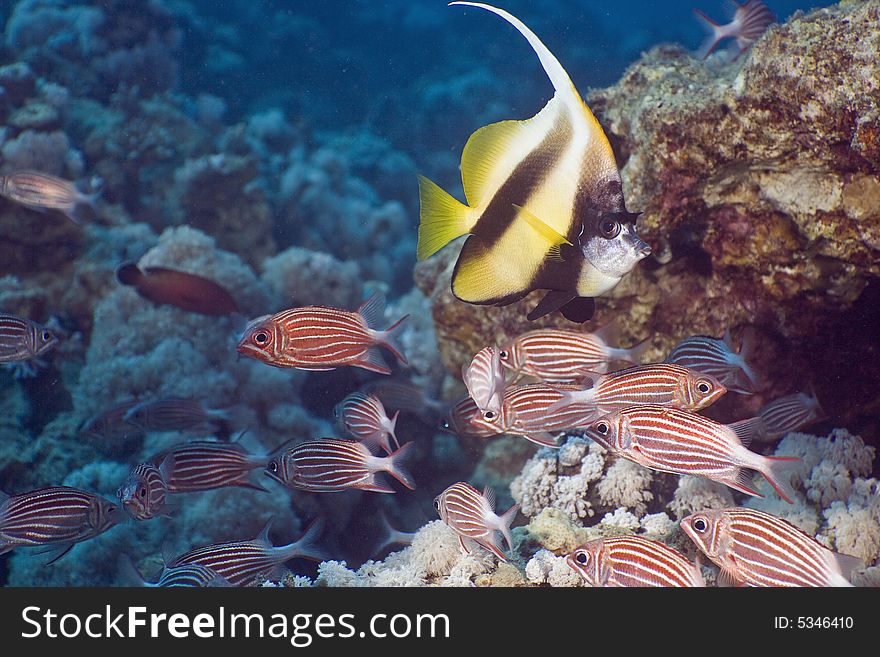 Coral and fish taken in the Red Sea.