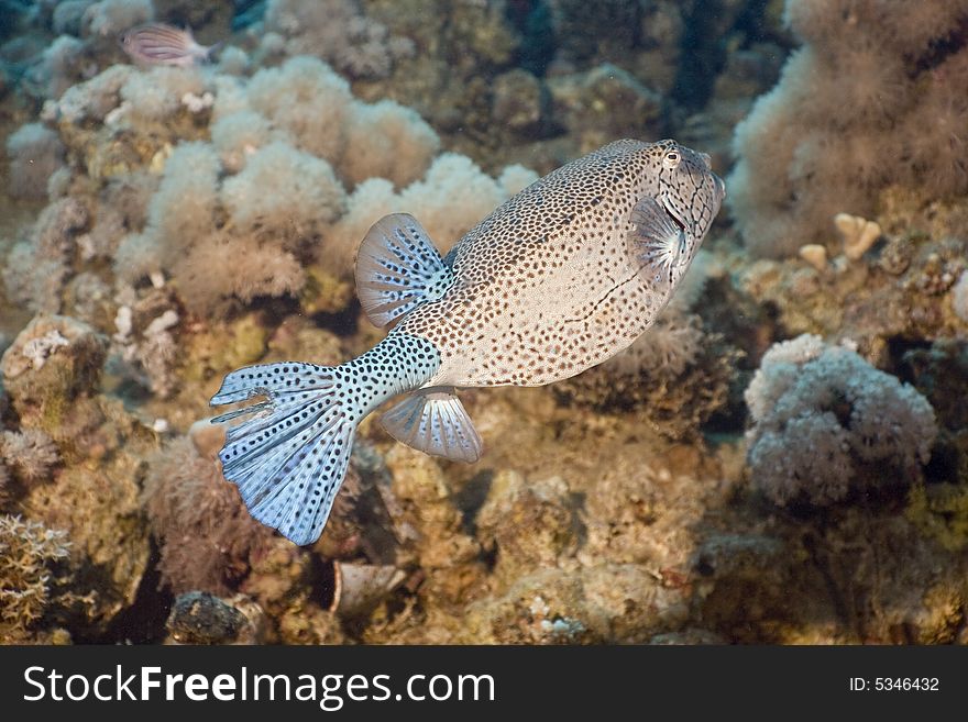 Yellow boxfish (ostracion cubicus) taken in the Red Sea.