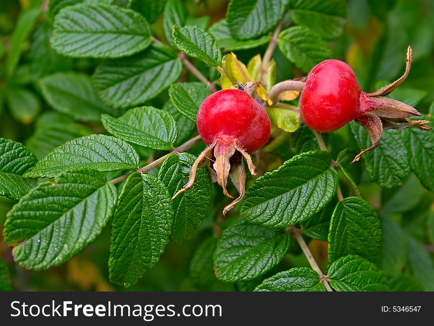 Berries of a dogrose