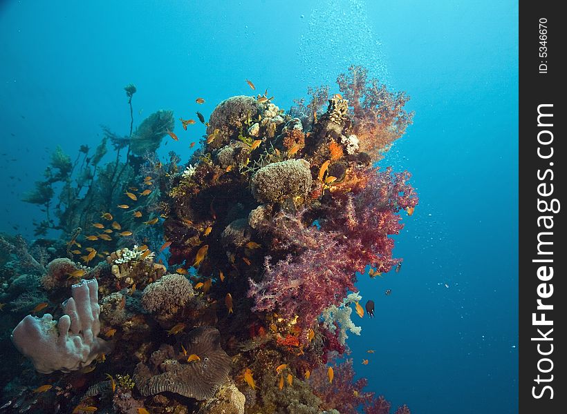 Coral and fish taken in the Red Sea.