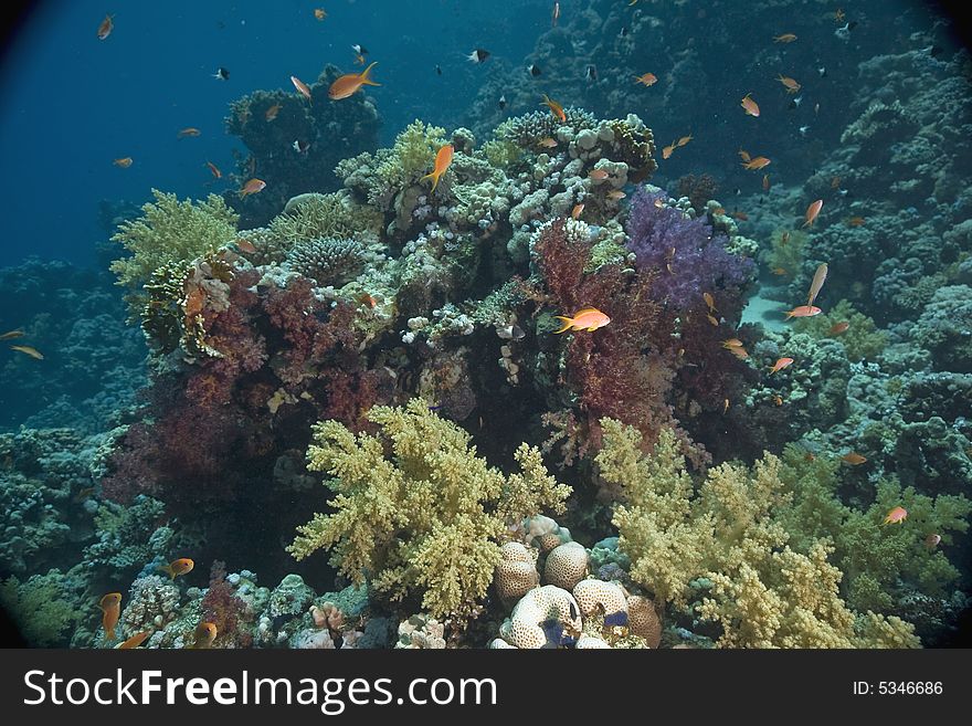 Coral and fish taken in the Red Sea.