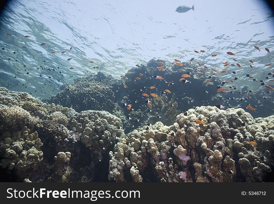 Coral and fish taken in the Red Sea.