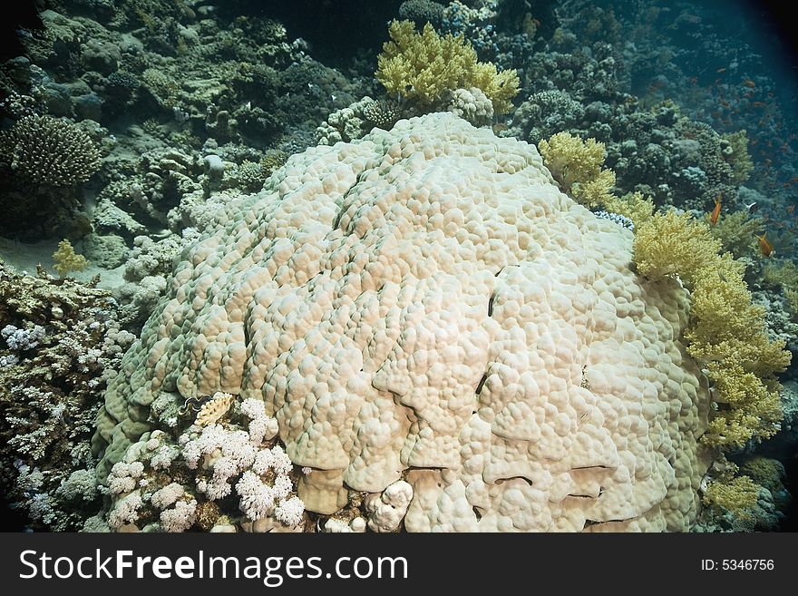 Coral and fish taken in the Red Sea.