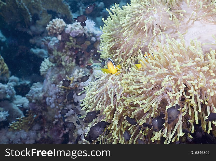 Red sea anemonefish (Amphipiron bicinctus) and bubble anemone taken in the Red Sea.