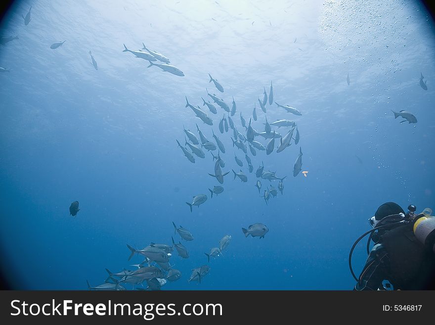 Bigeye trevally (caranx sexfasciatus) taken in the Red Sea.