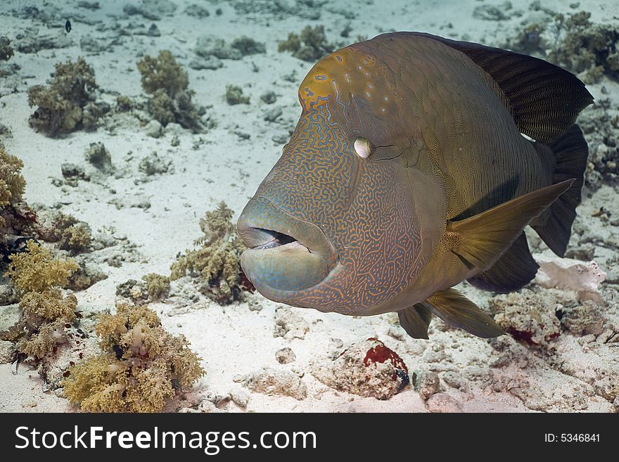 Napoleon wrasse (cheilinus undulatus) taken in the Red Sea.