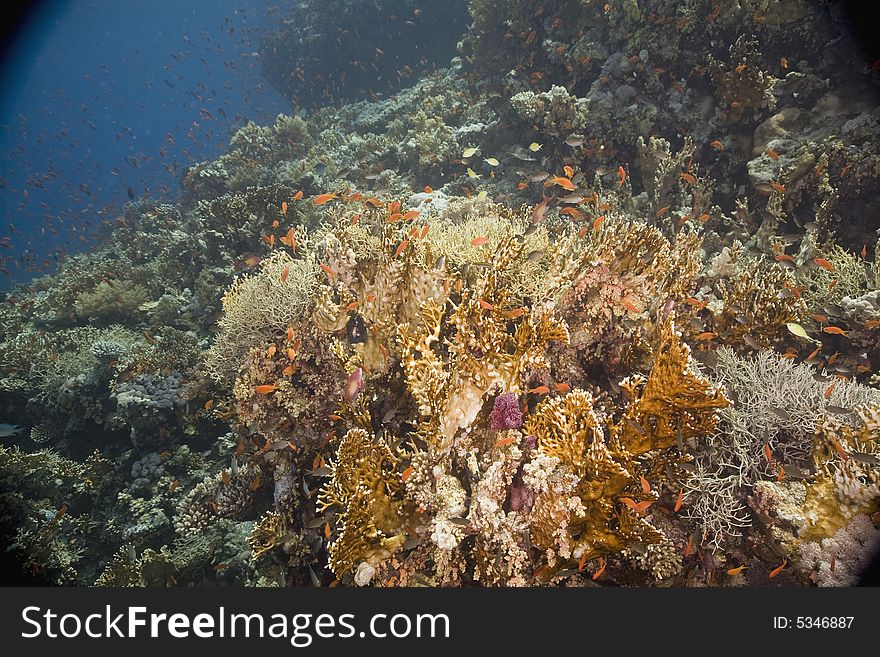 Coral and fish taken in the Red Sea.