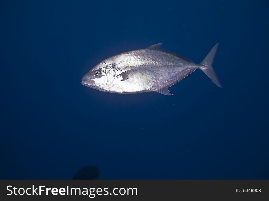 Orangespotted trevally (carangoides bajad) taken in the Red Sea.