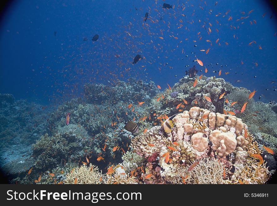 Coral and fish taken in the Red Sea.