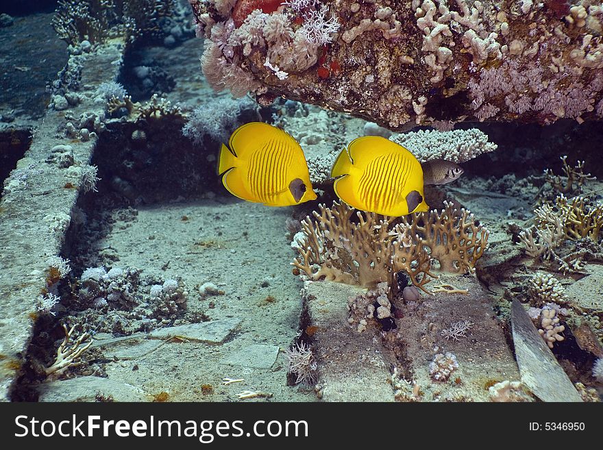 Masked Butterfly Fish (Chaetodon semilarvatus) taken in the Red Sea.