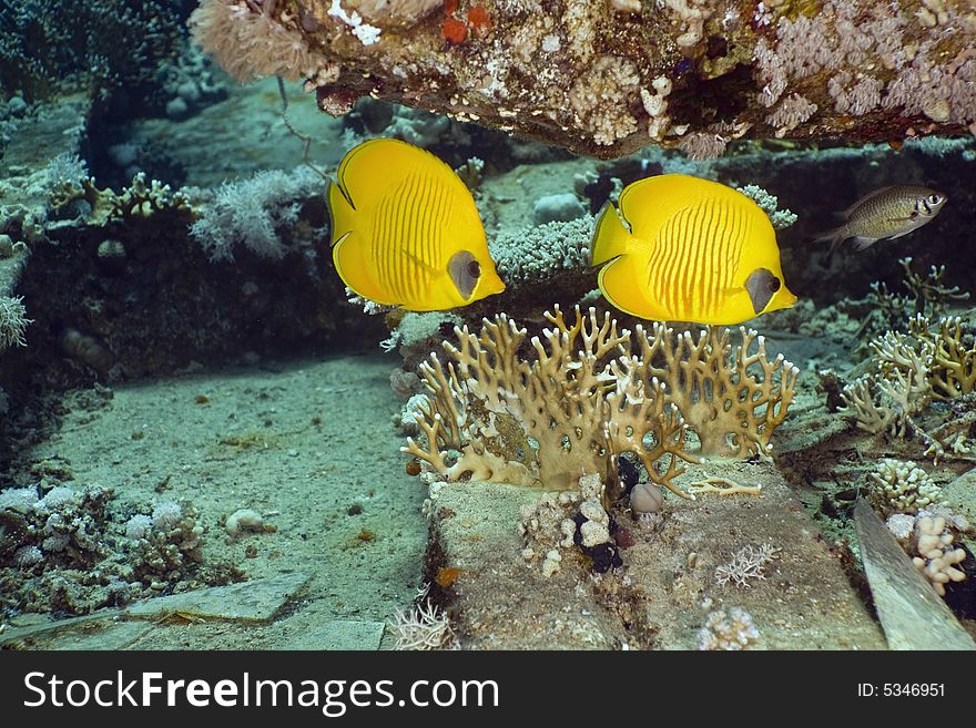 Masked Butterfly Fish (Chaetodon semilarvatus) taken in the Red Sea.