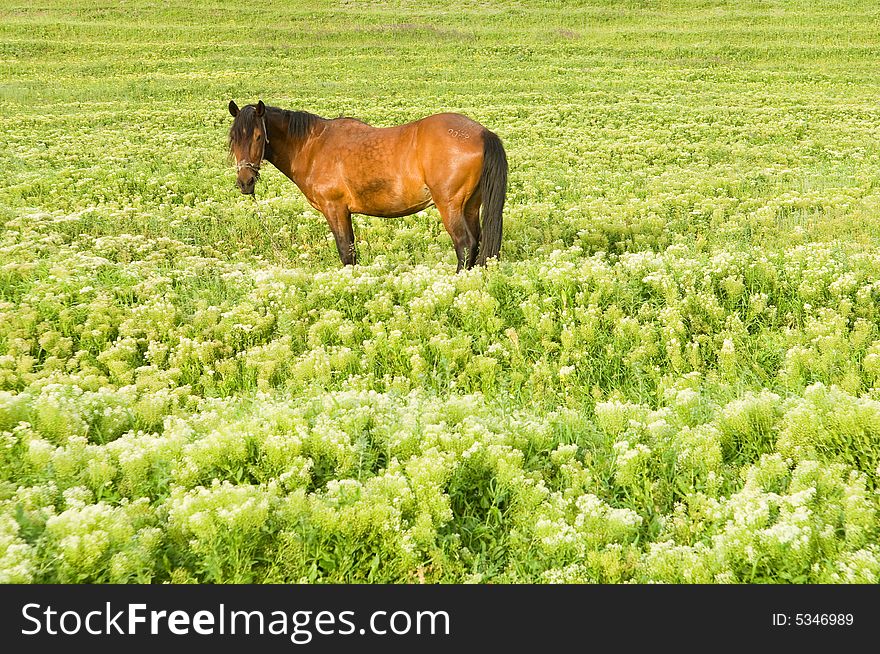 Green Field With Horse