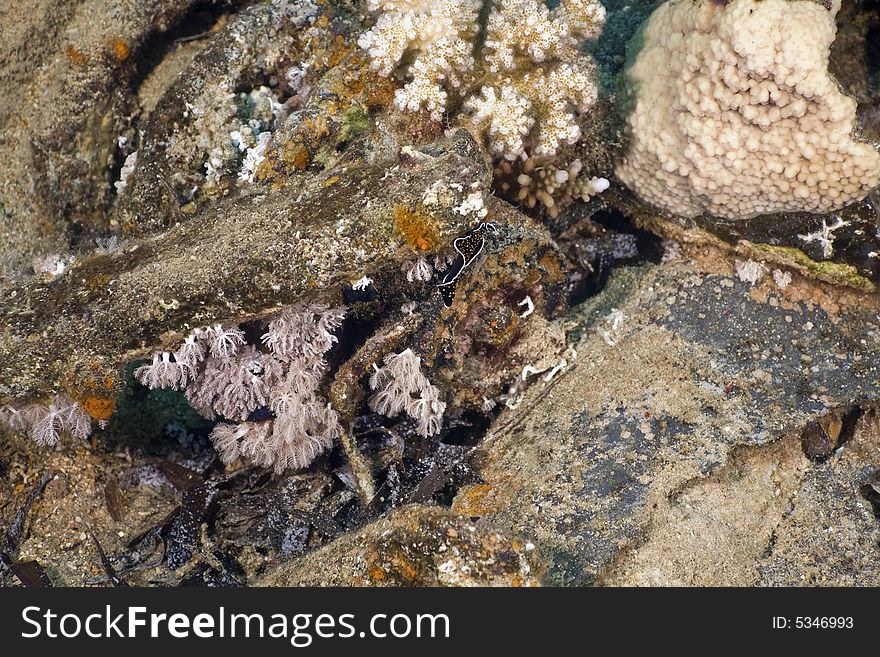 Coral And Fish