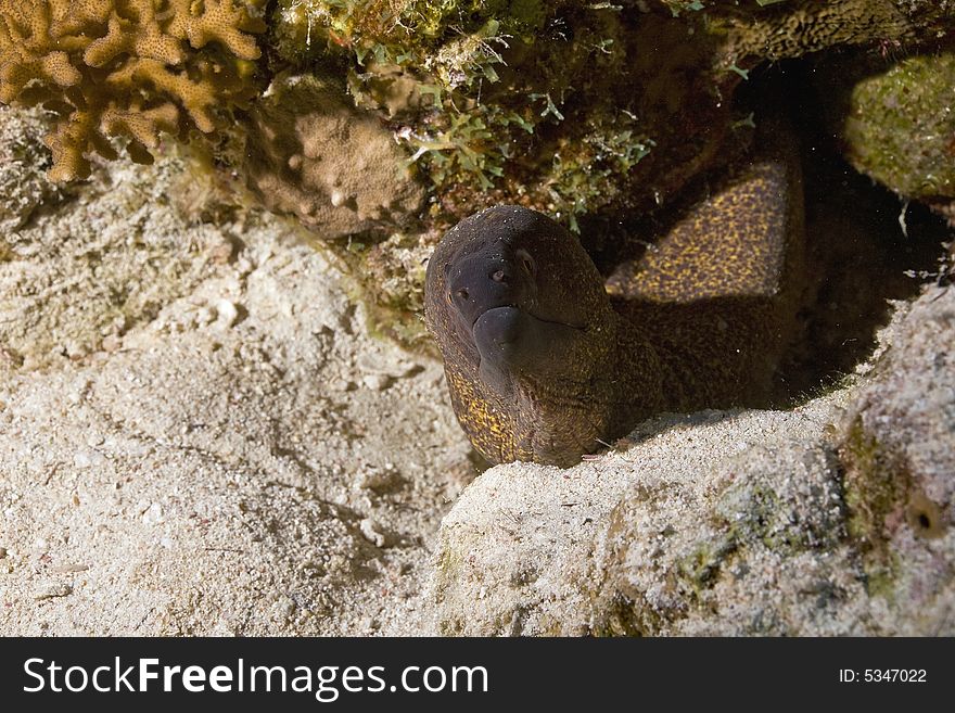 Yellowmargin moray (gymnothorax flavimarginatus) taken in the Red Sea.