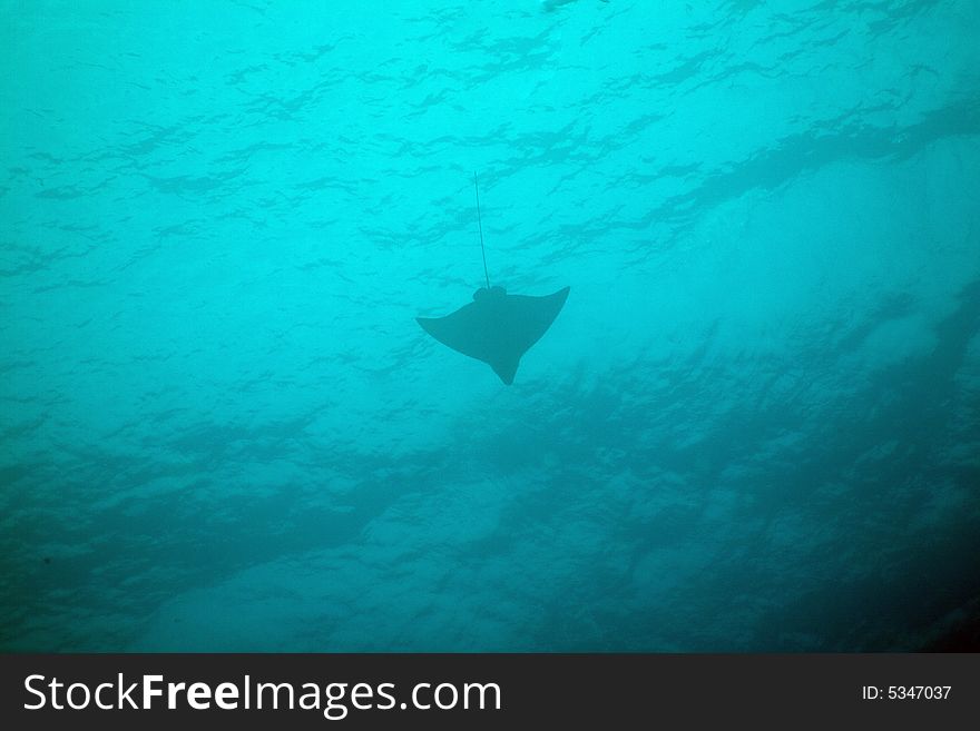 Spotted Eagle Ray (Aetobatus narinari) taken in the Red Sea.