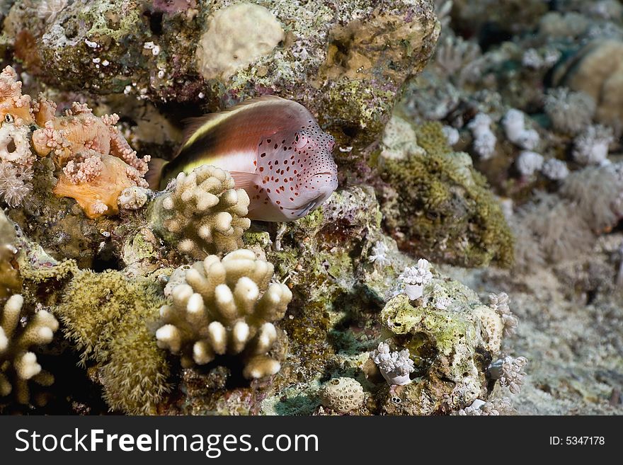 Freckled hawkfish (paracirrhites forsteri) taken in the Red Sea.