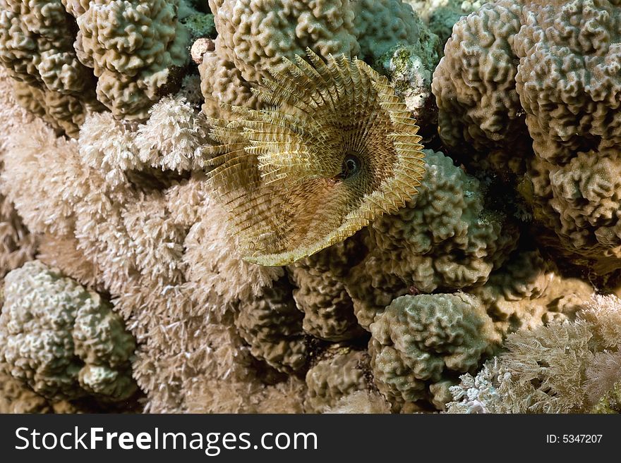 Feather duster worm (sabellastarte indica) taken in the Red Sea.