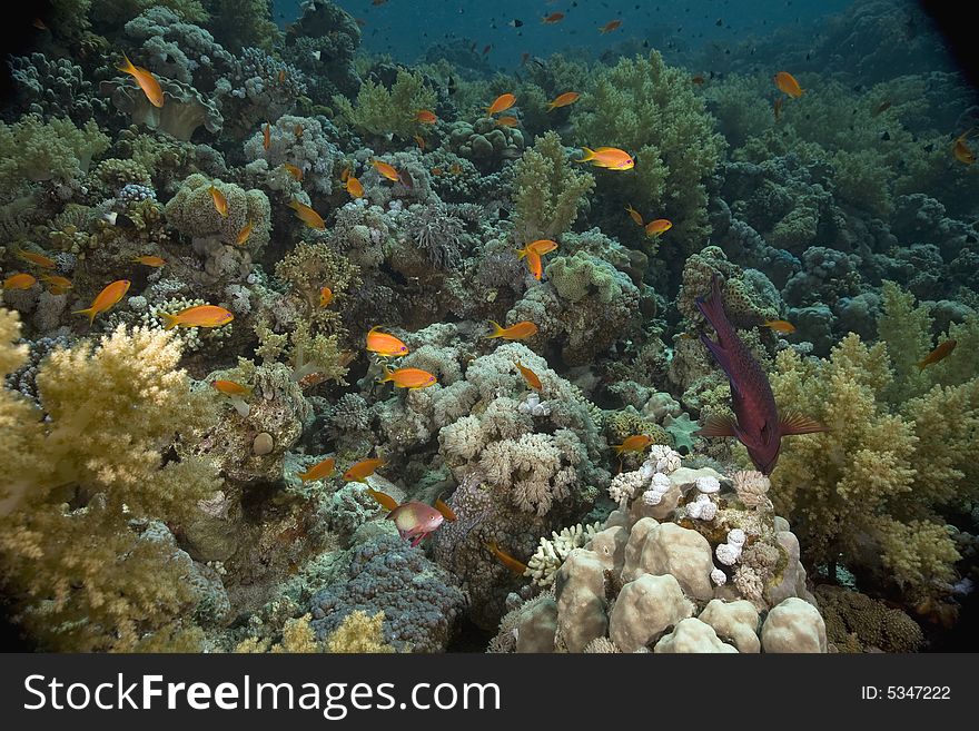 Coral and fish taken in the Red Sea.