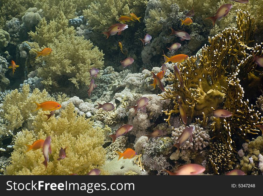 Coral and fish taken in the Red Sea.