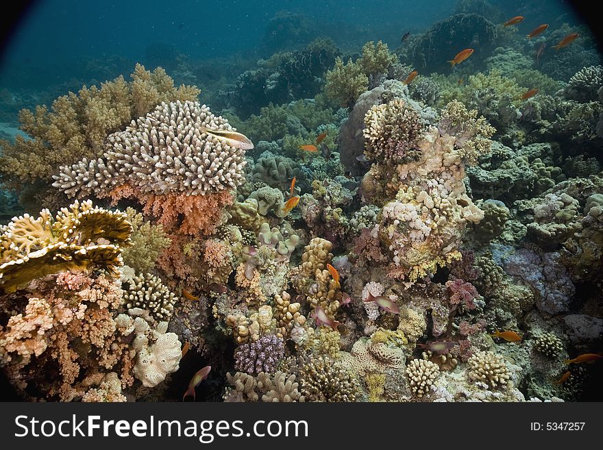 Coral and fish taken in the Red Sea.