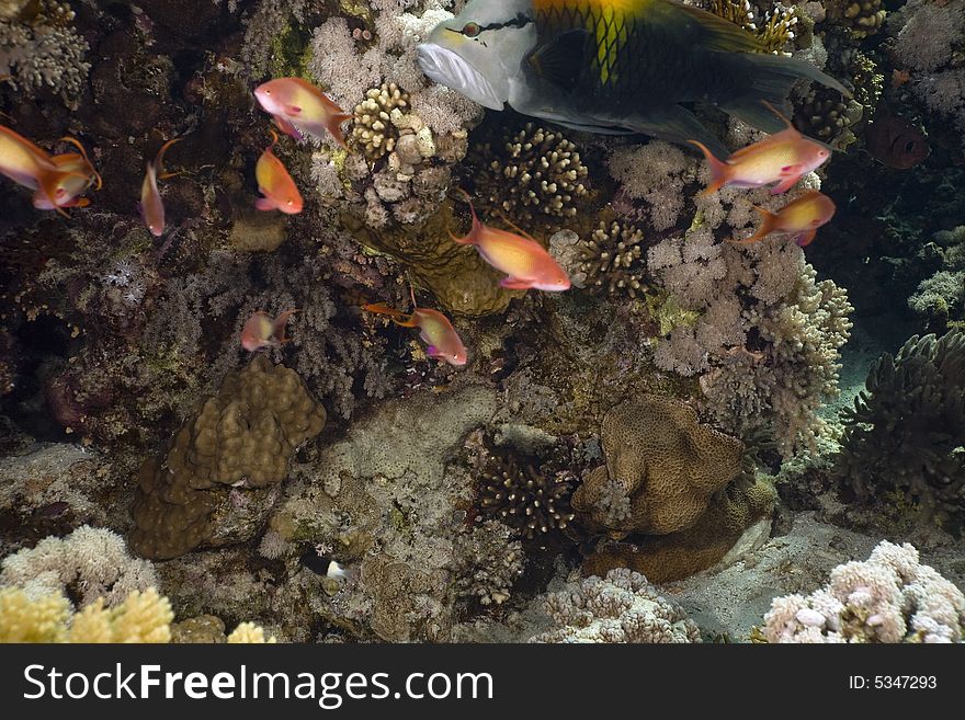 Coral and fish taken in the Red Sea.